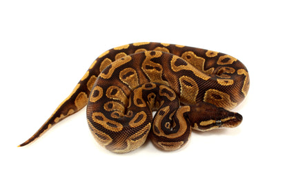 Black Pastel Enchi Ball Python