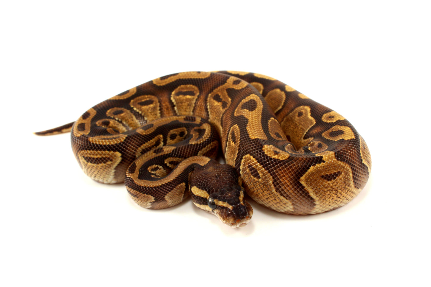 Black Pastel Enchi Ball Python