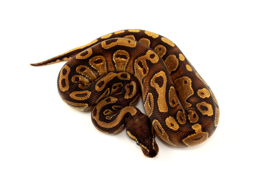 Black Pastel Enchi Ball Python