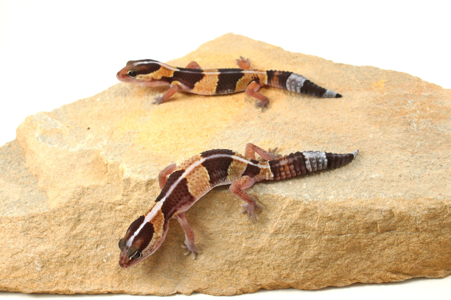African Fat Tail Gecko - Striped