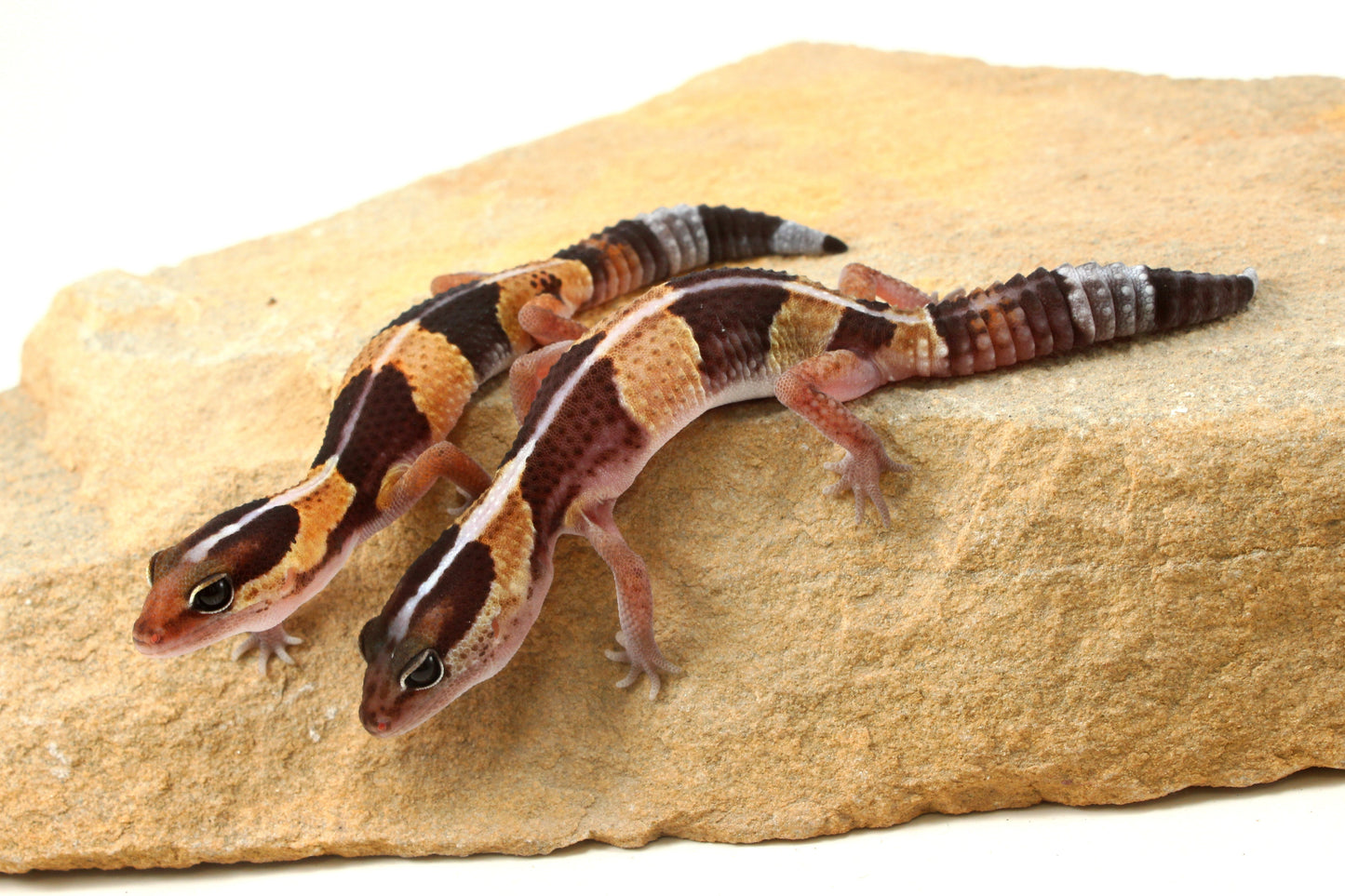 African Fat Tail Gecko - Striped
