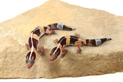 African Fat Tail Gecko - Striped