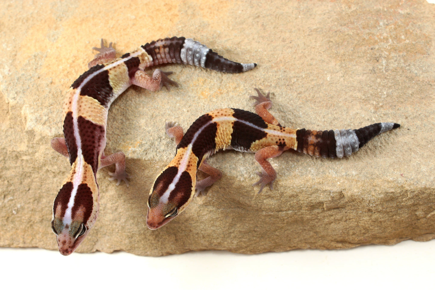 African Fat Tail Gecko - Striped