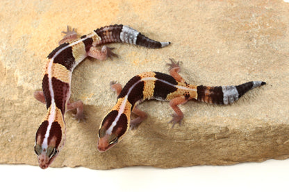 African Fat Tail Gecko - Striped