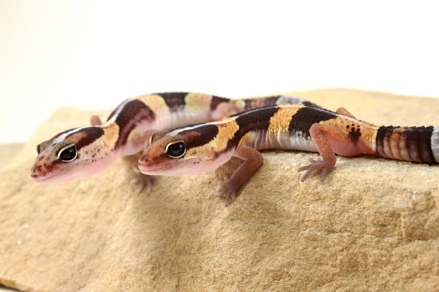 African Fat Tail Gecko - Striped