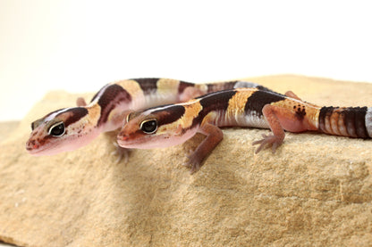 African Fat Tail Gecko - Striped