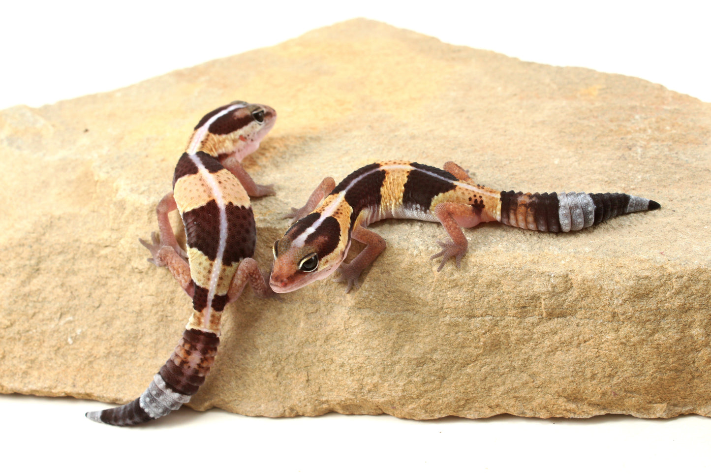 African Fat Tail Gecko - Striped