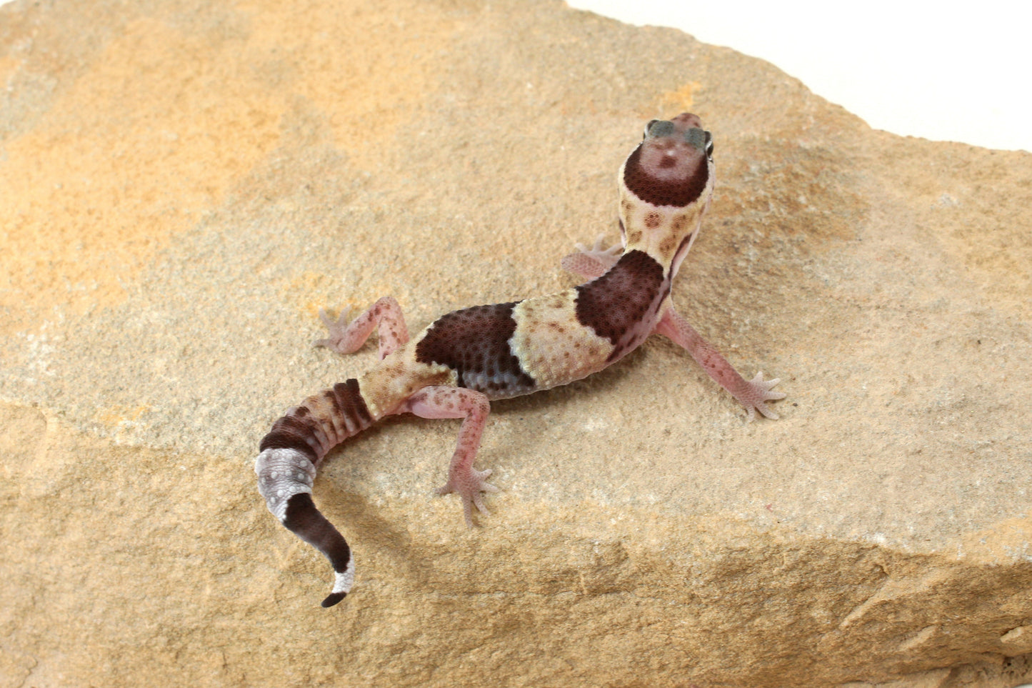 African Fat Tail Gecko - Banded