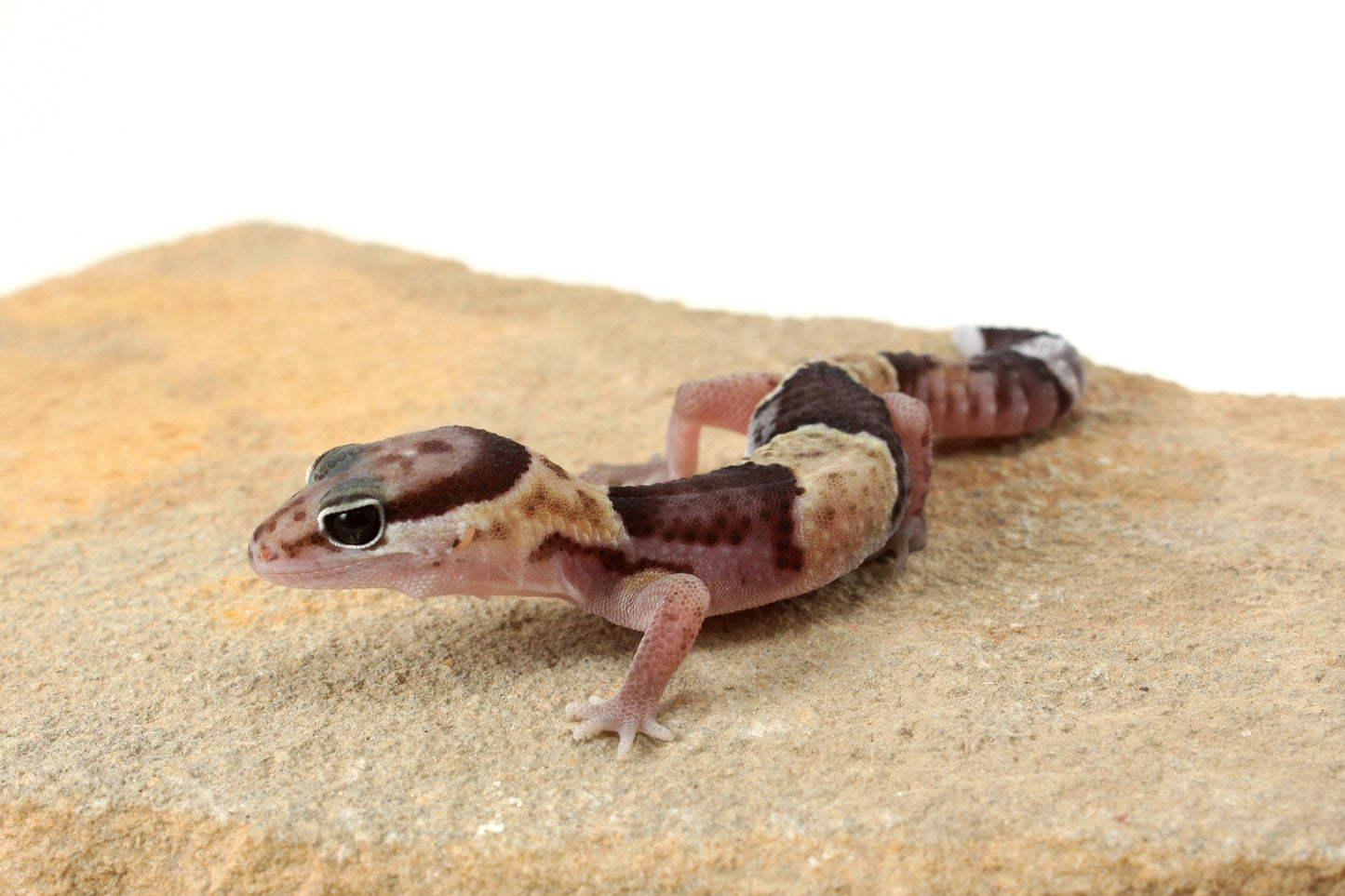 African Fat Tail Gecko - Banded