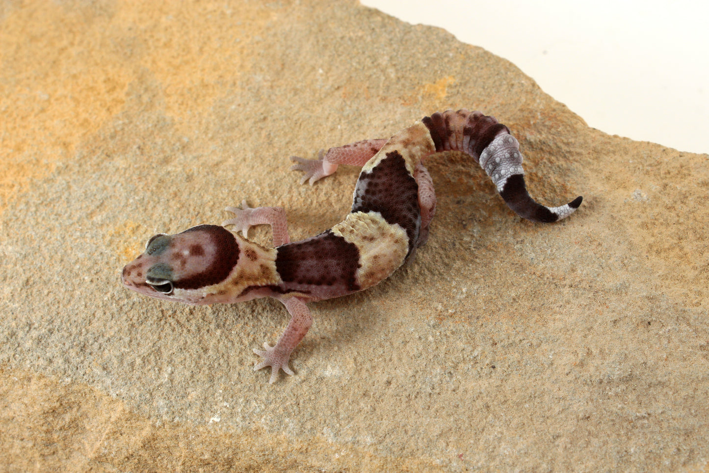 African Fat Tail Gecko - Banded