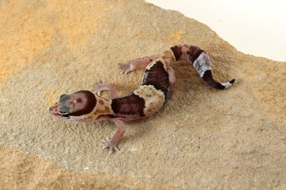 African Fat Tail Gecko - Banded