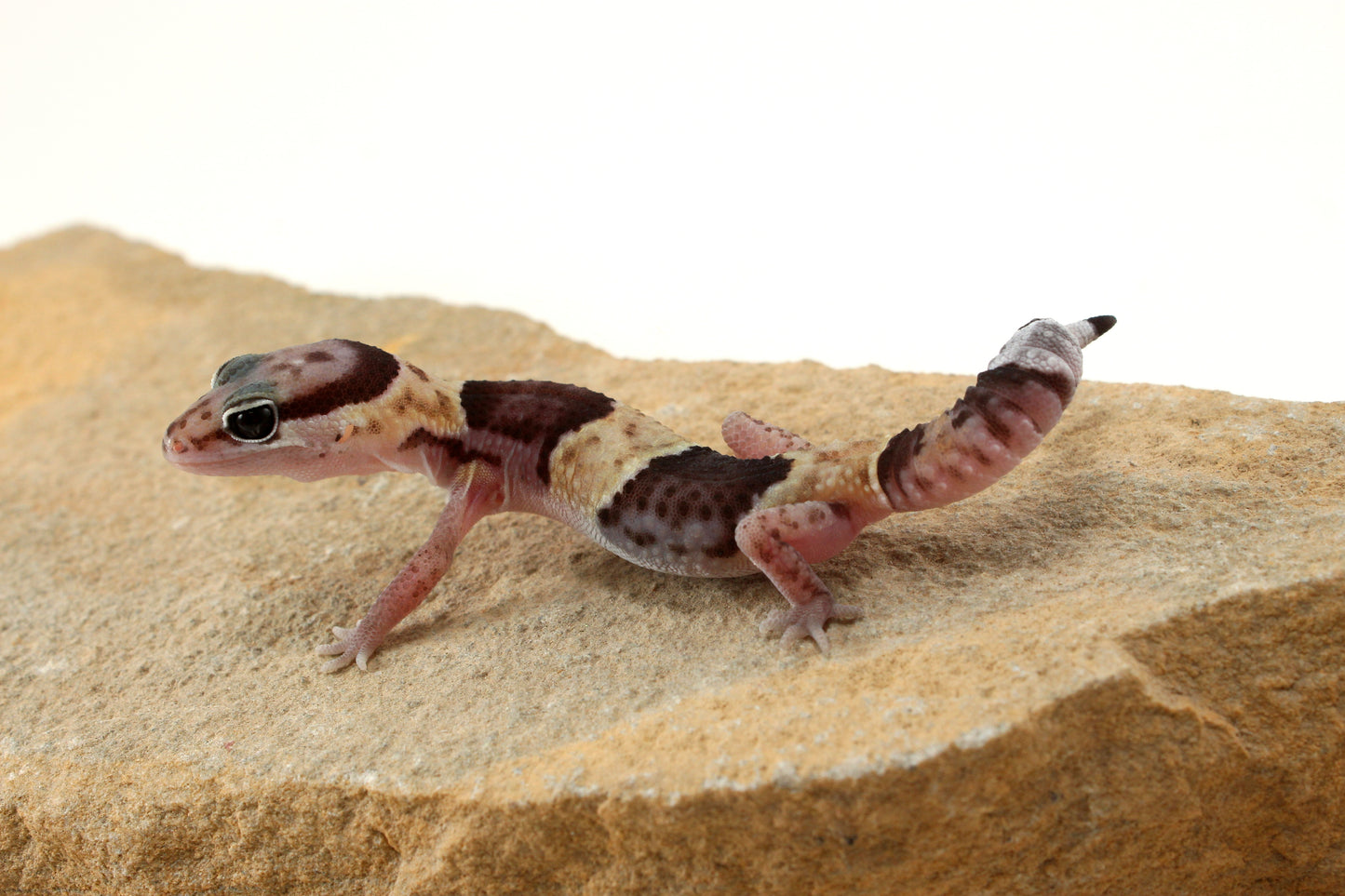 African Fat Tail Gecko - Banded