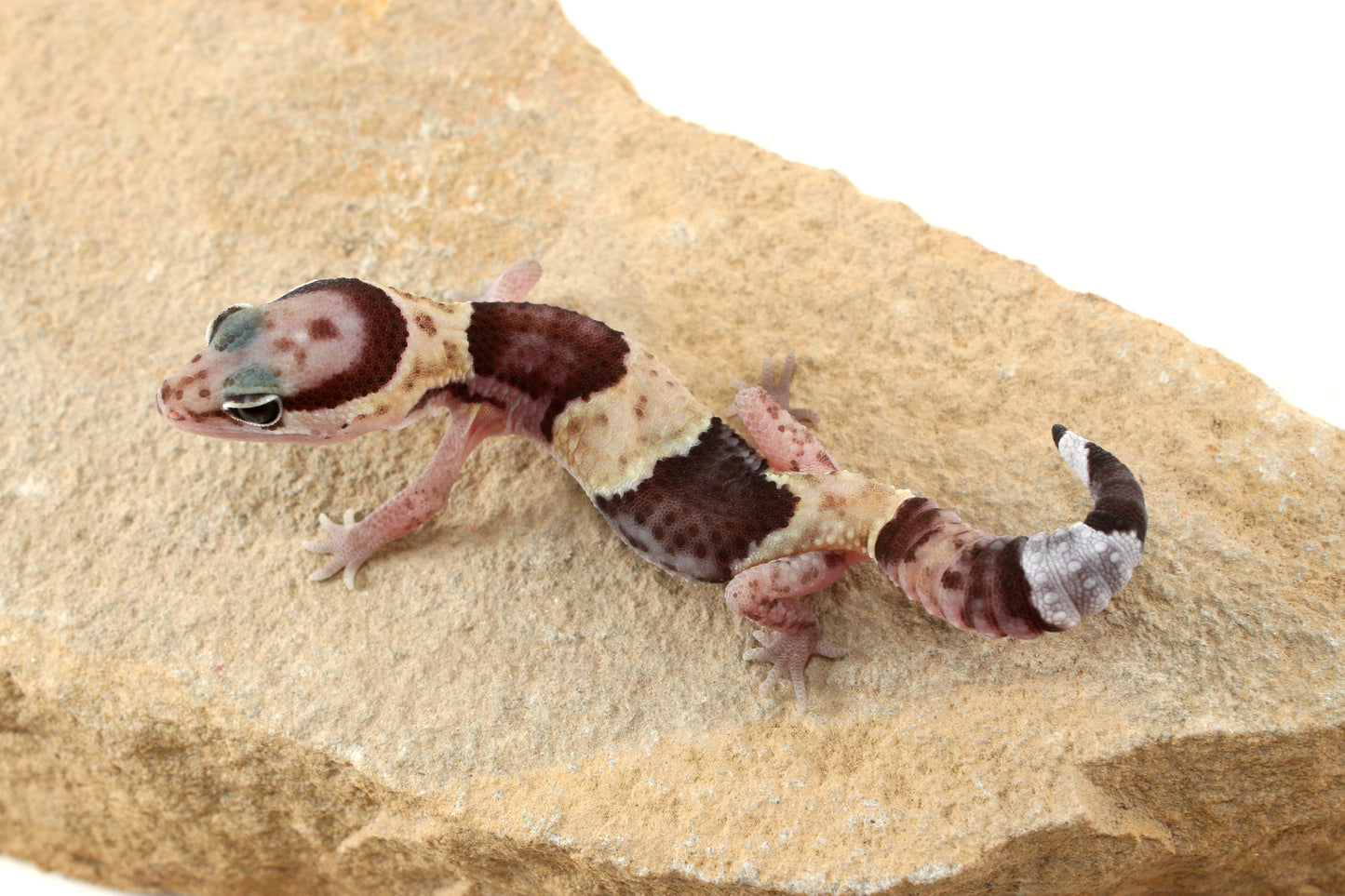 African Fat Tail Gecko - Banded