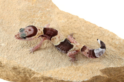 African Fat Tail Gecko - Banded