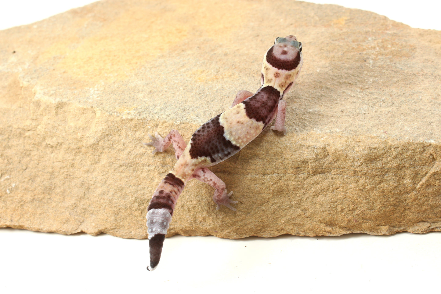 African Fat Tail Gecko - Banded