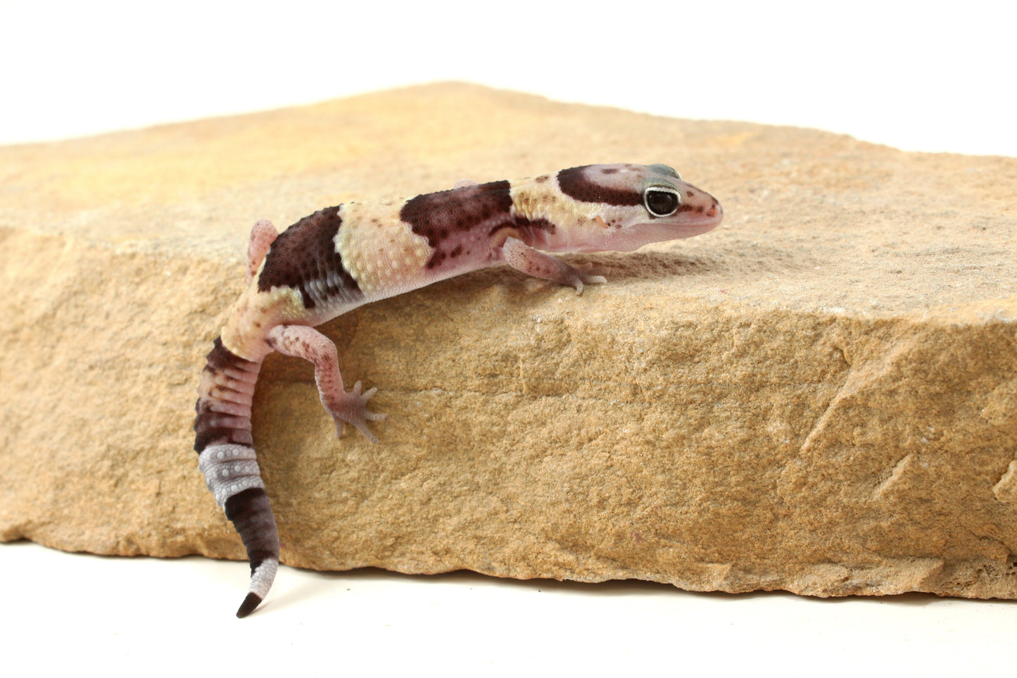 African Fat Tail Gecko - Banded