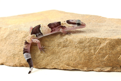 African Fat Tail Gecko - Banded