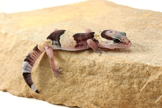 African Fat Tail Gecko - Banded