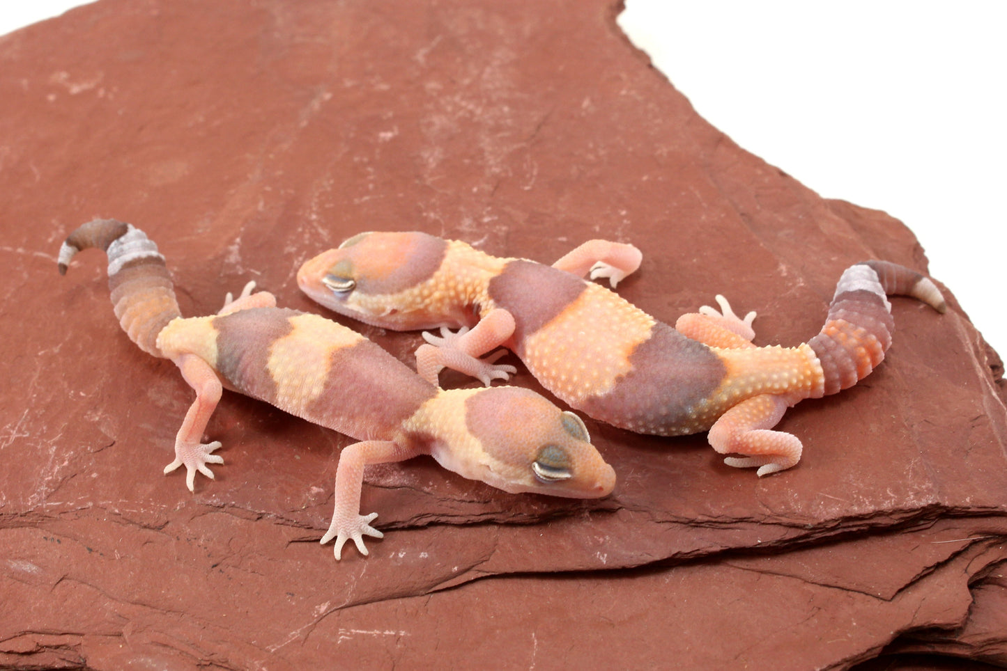 Amel Fat Tail Gecko