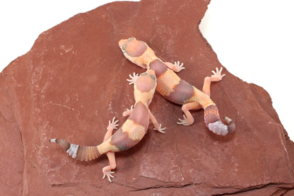Amel Fat Tail Gecko