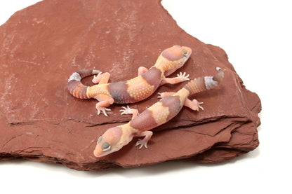 Amel Fat Tail Gecko