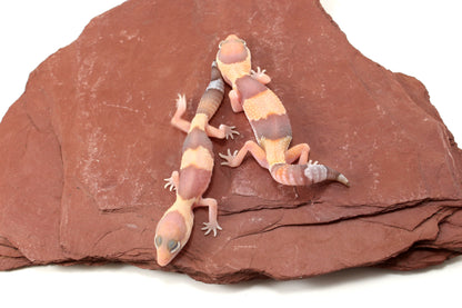 Amel Fat Tail Gecko
