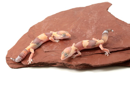 Amel Fat Tail Gecko