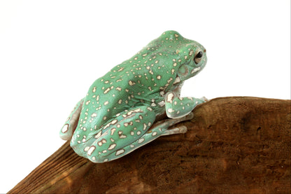 Super Gold Flake White's Tree Frog