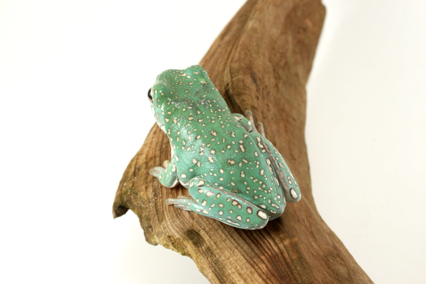 Super Gold Flake White's Tree Frog