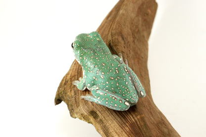Super Gold Flake White's Tree Frog