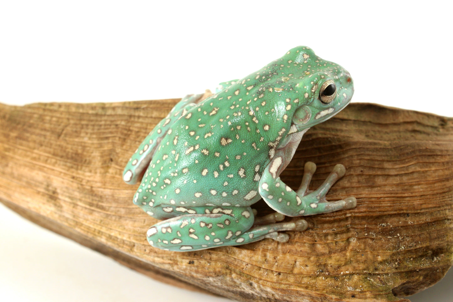 Super Gold Flake White's Tree Frog