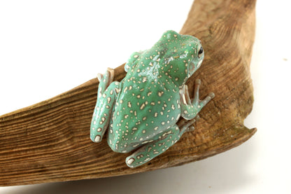 Super Gold Flake White's Tree Frog