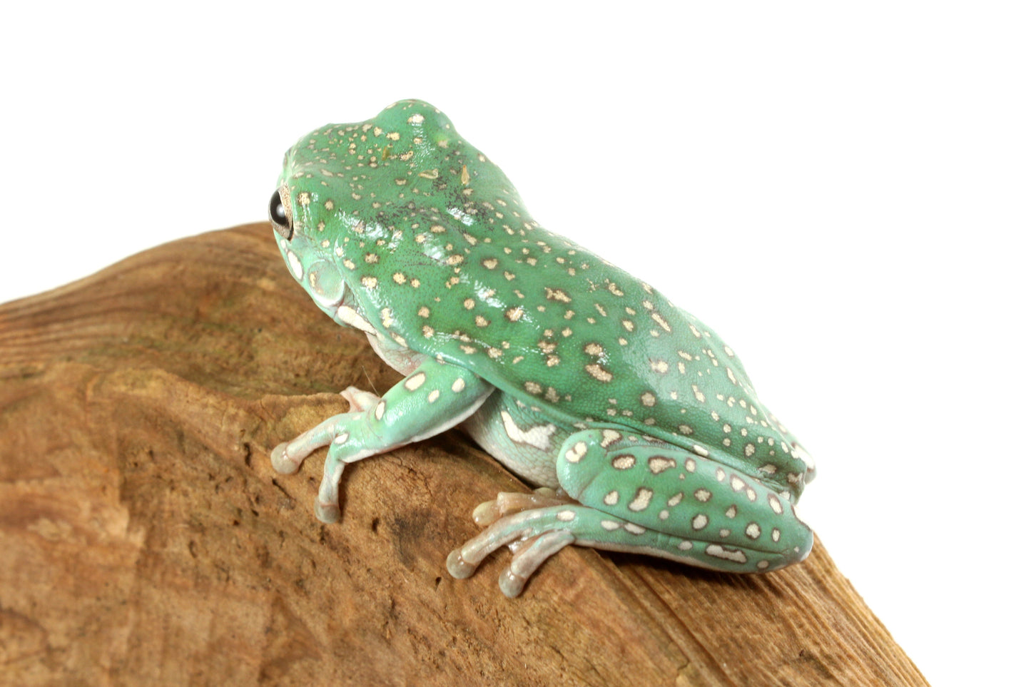 Super Gold Flake White's Tree Frog