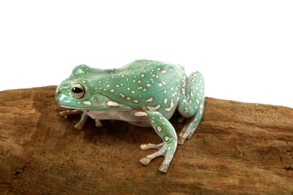 Super Gold Flake White's Tree Frog