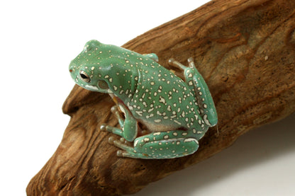 Super Gold Flake White's Tree Frog