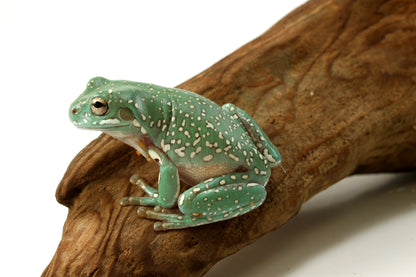 Super Gold Flake White's Tree Frog