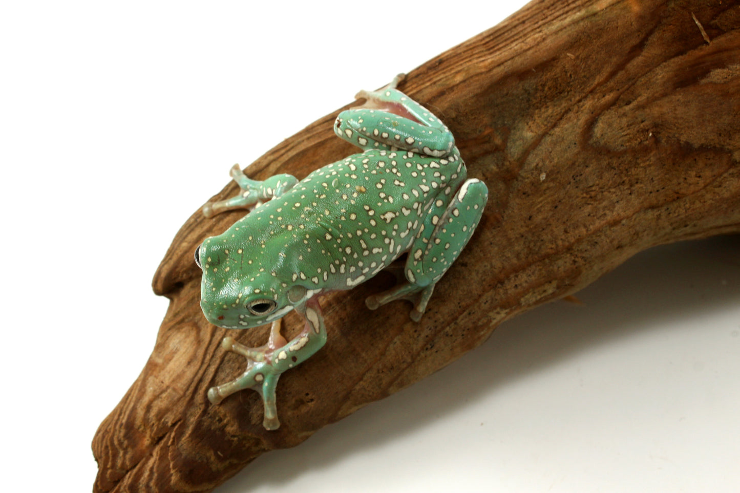 Super Gold Flake White's Tree Frog