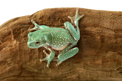 Super Gold Flake White's Tree Frog
