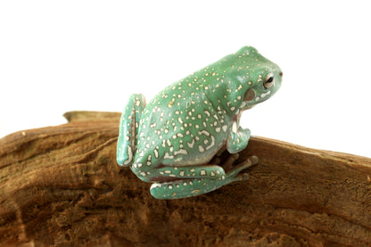 Super Gold Flake White's Tree Frog