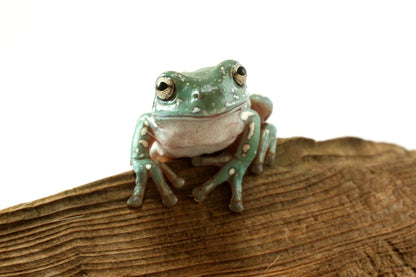 Super Gold Flake White's Tree Frog