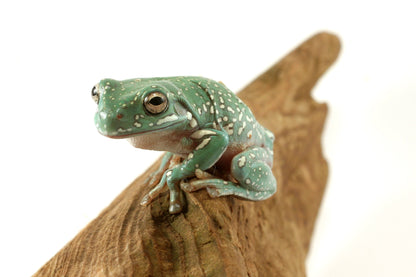 Super Gold Flake White's Tree Frog