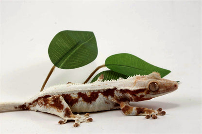 Red Lily White Crested Gecko