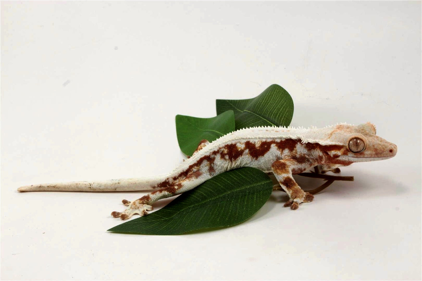 Red Lily White Crested Gecko