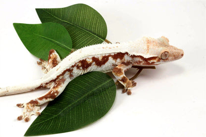 Red Lily White Crested Gecko
