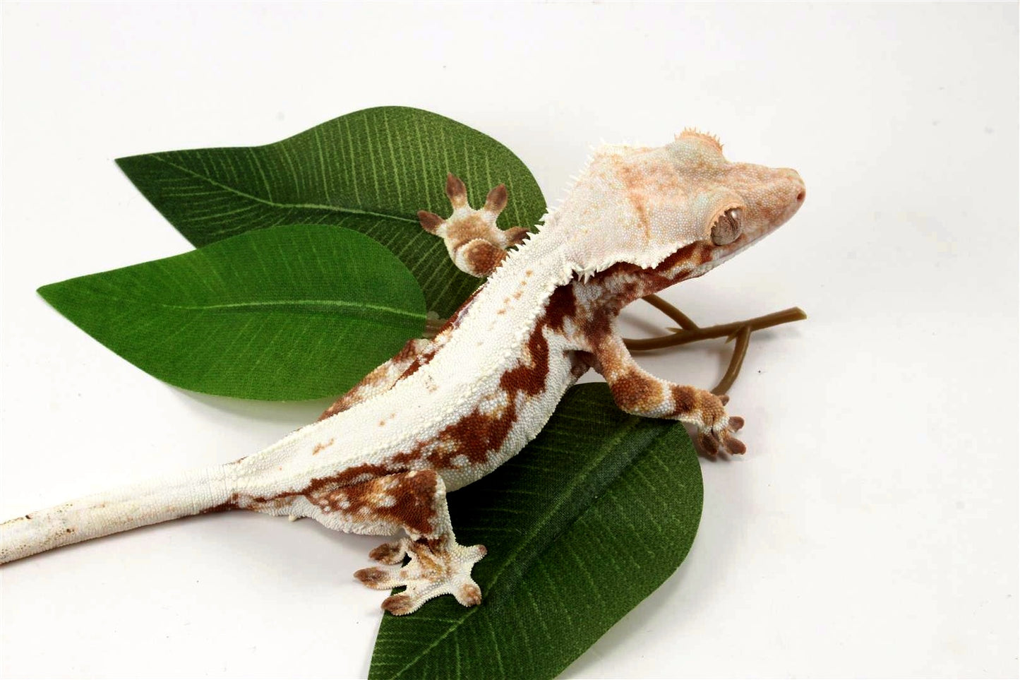 Red Lily White Crested Gecko