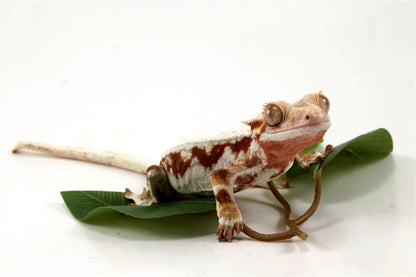 Red Lily White Crested Gecko