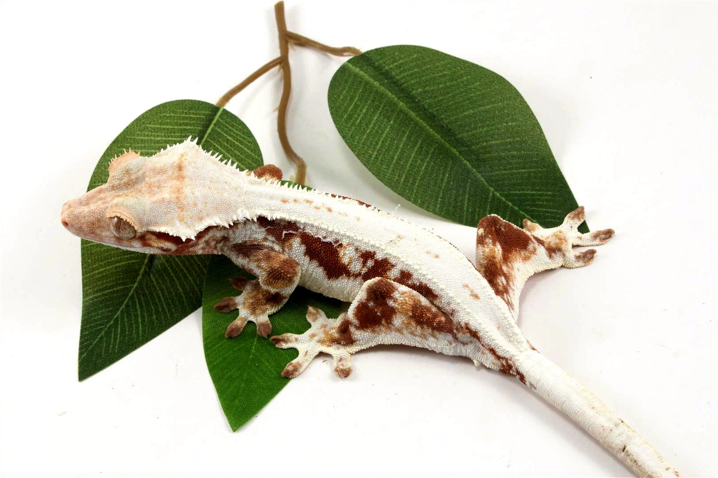 Red Lily White Crested Gecko