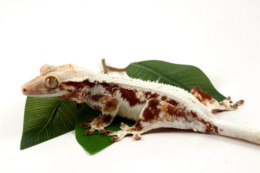 Red Lily White Crested Gecko