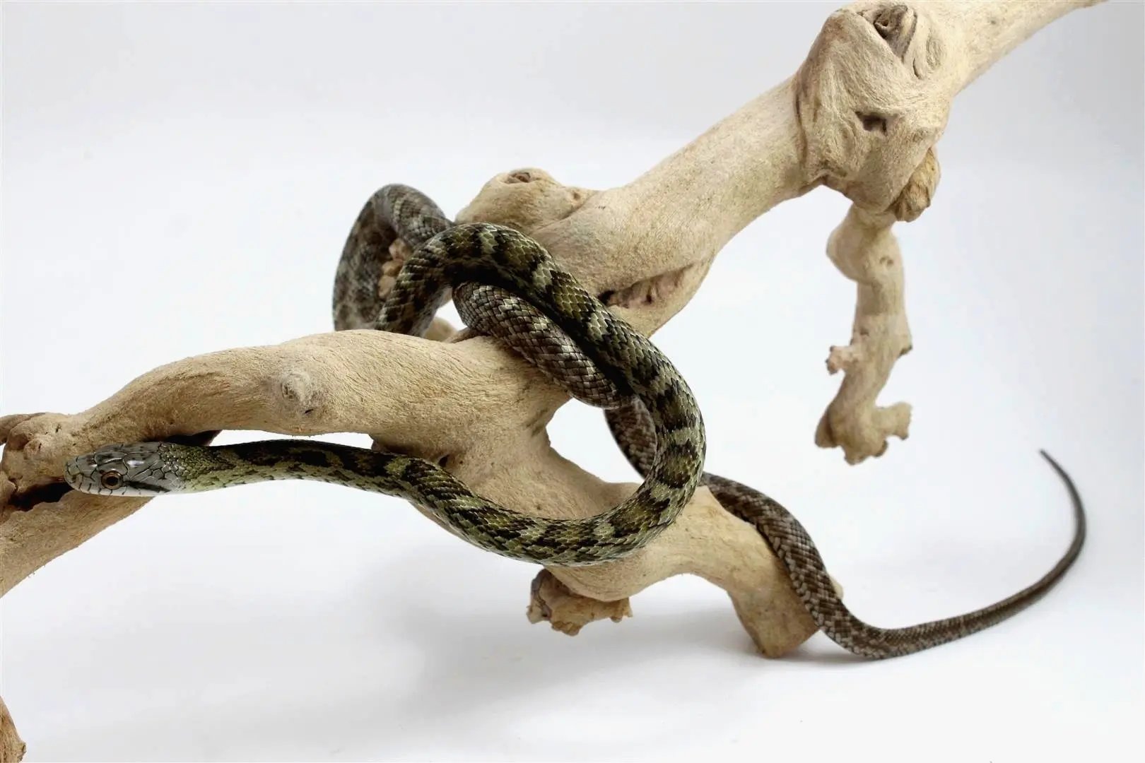 Japanese Blue Ratsnake – All Reptiles