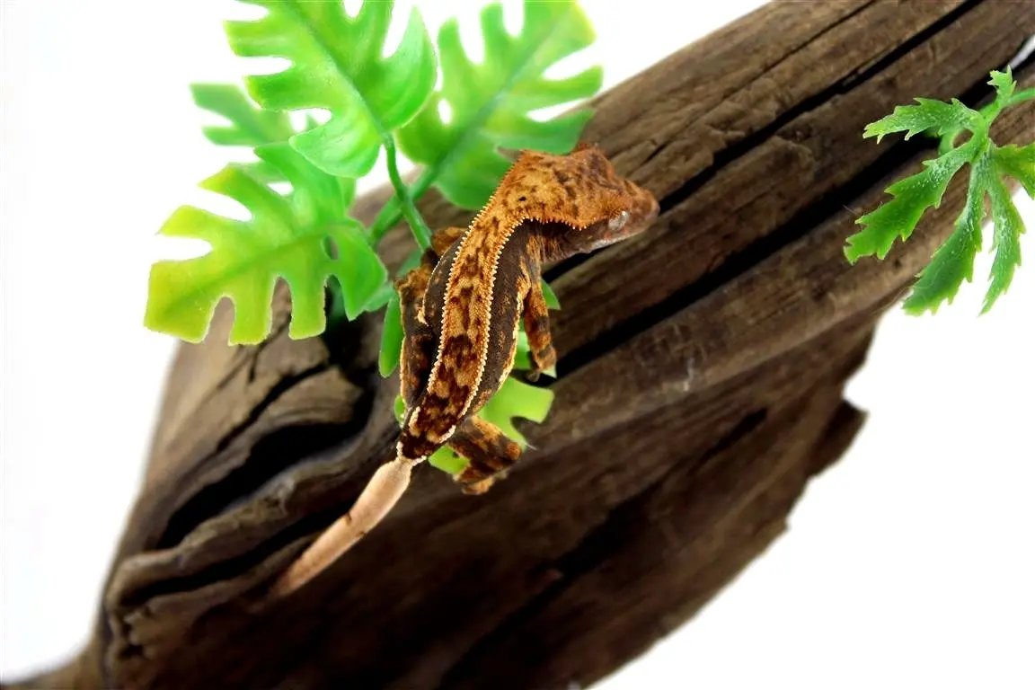 batch_batch_img_7666